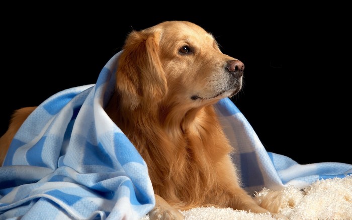 Golden Retriever dog wrapped in a blanket