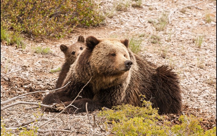 Mother Grizzly Bear and Cub Resting