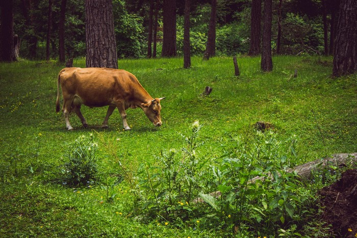 Cow grazing in a forest clearing