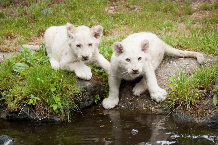 Two white lion cubs by the water