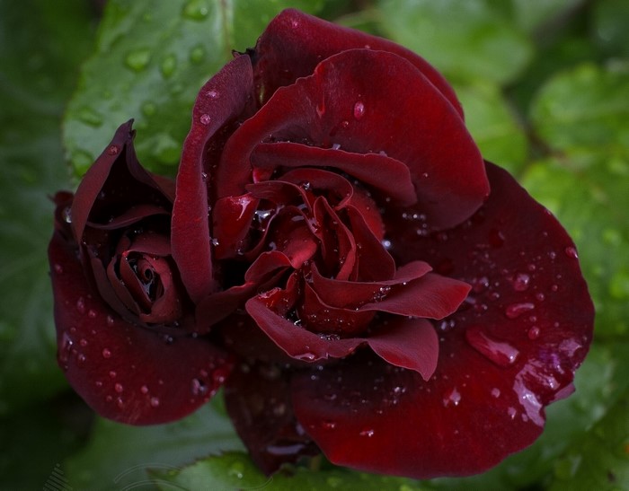 Close-up of a dark red rose with water drops