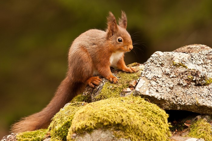 Red squirrel on mossy rocks