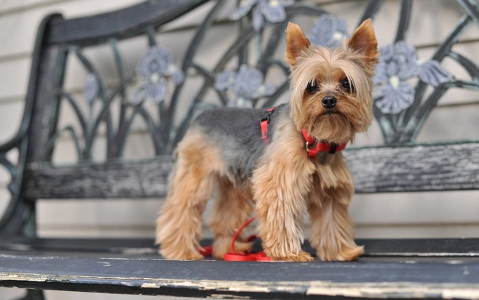 Yorkshire Terrier on a Bench