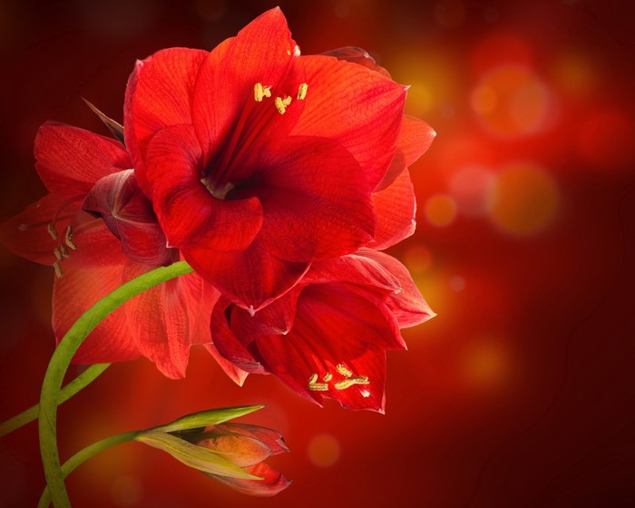 Red Amaryllis Flowers