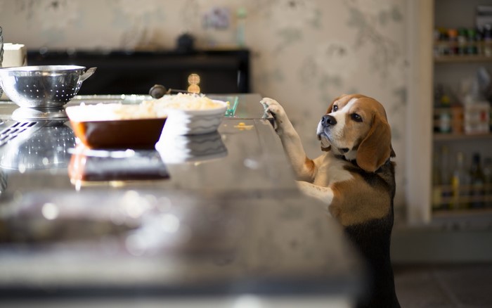 Beagle dog reaching for food on a kitchen counter
