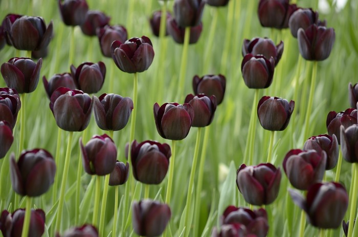Dark Red Tulips in a Field