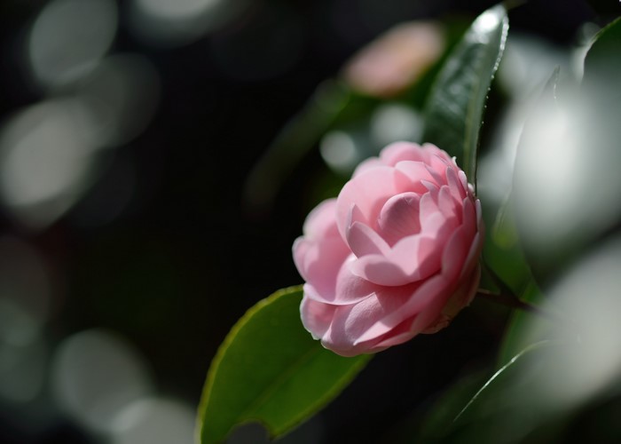 Pink Camellia flower with green leaves