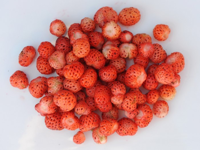 Wild Strawberries