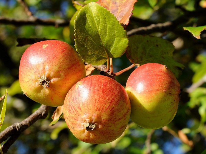 Three Red and Yellow Apples on a Branch