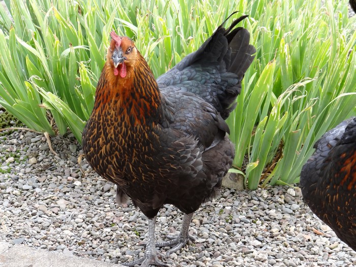 Two chickens standing on gravel with green plants behind them