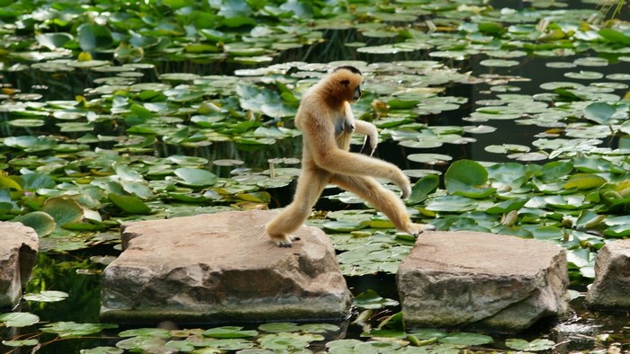 Gibbon walking on stones in water lilies pond