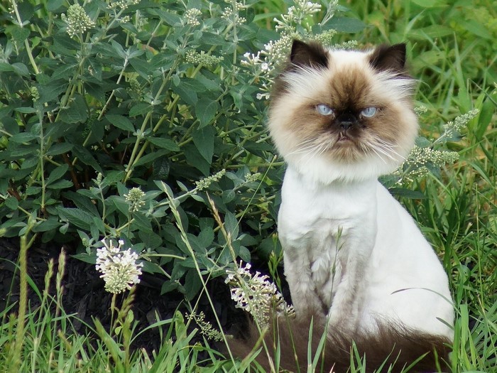 Himalayan cat sitting in grass near plants