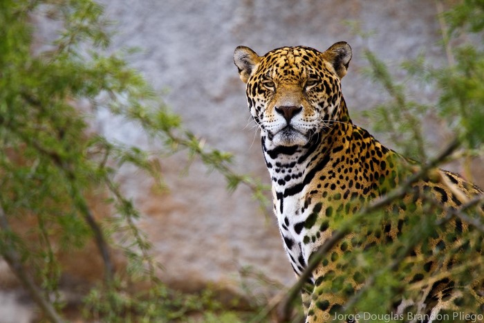 Jaguar peeking through branches