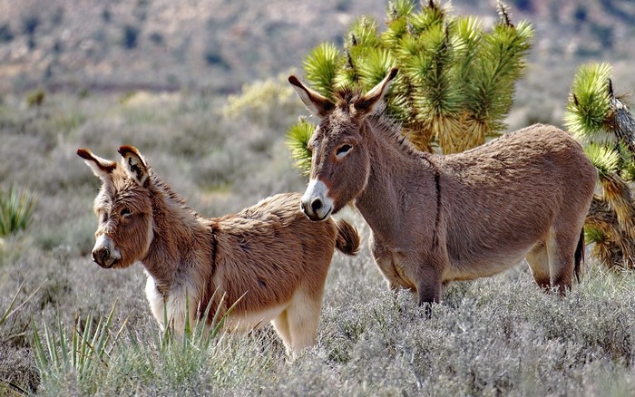 Two donkeys in a dry, grassy field with a Joshua tree