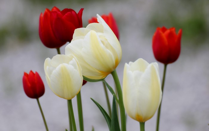 Red and white tulips in a garden