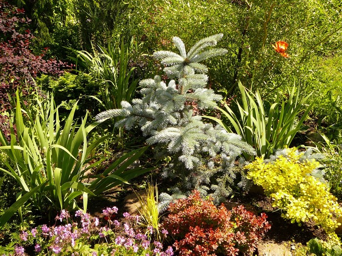 A garden with various plants and flowers