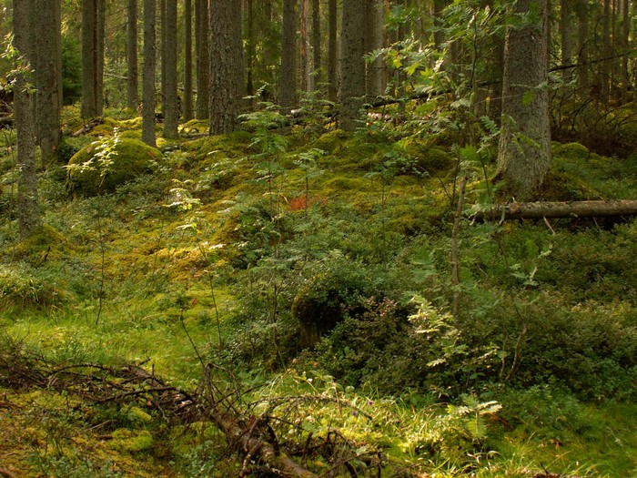 Mossy forest floor with trees in Dalarna, Sweden