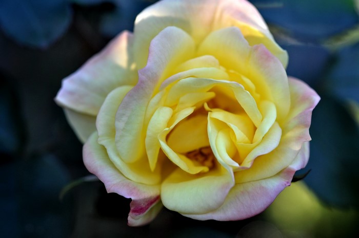 Yellow rose with pink edges