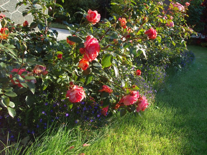 Pink roses blooming in a garden with green grass