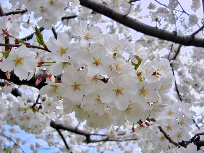 White Cherry Blossoms on Tree Branches