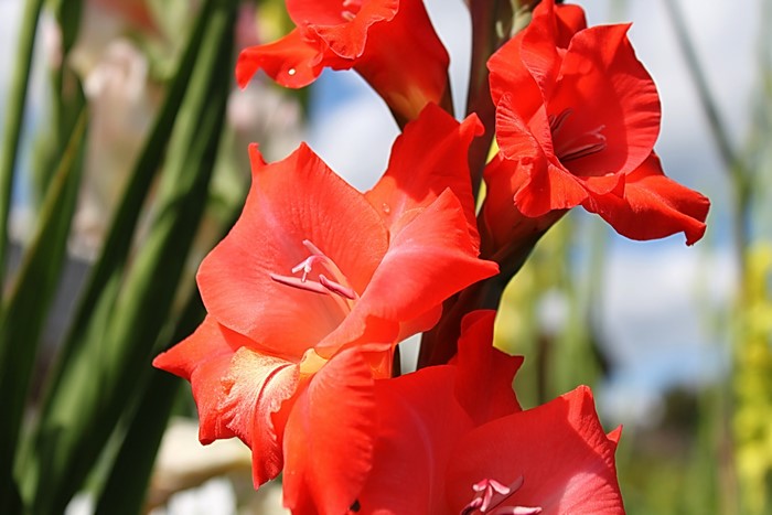 4K Gladioluses Closeup Red