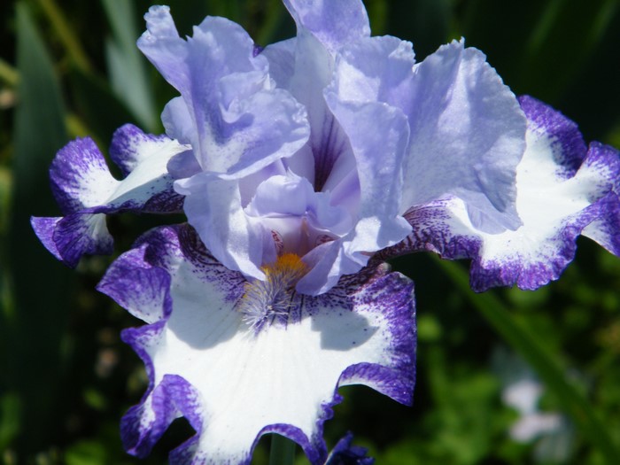 Close-up of a purple and white iris flower