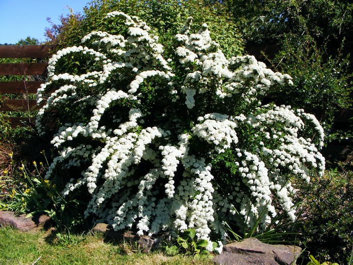 Spiraea shrub with white flowers