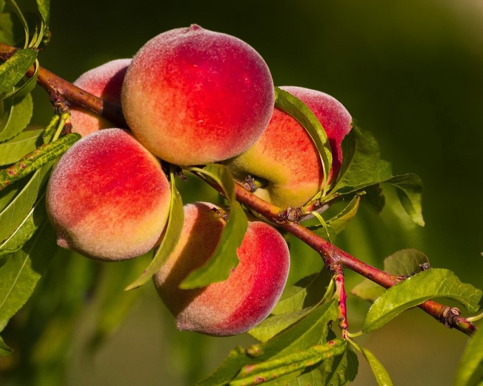 Peaches on a branch with leaves