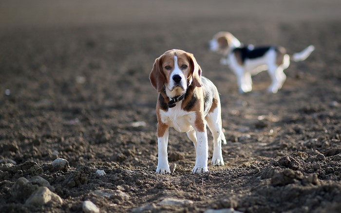 Two Beagle dogs in a dirt field