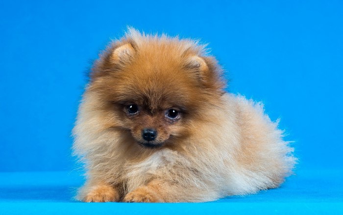 Fluffy Pomeranian puppy looking forward