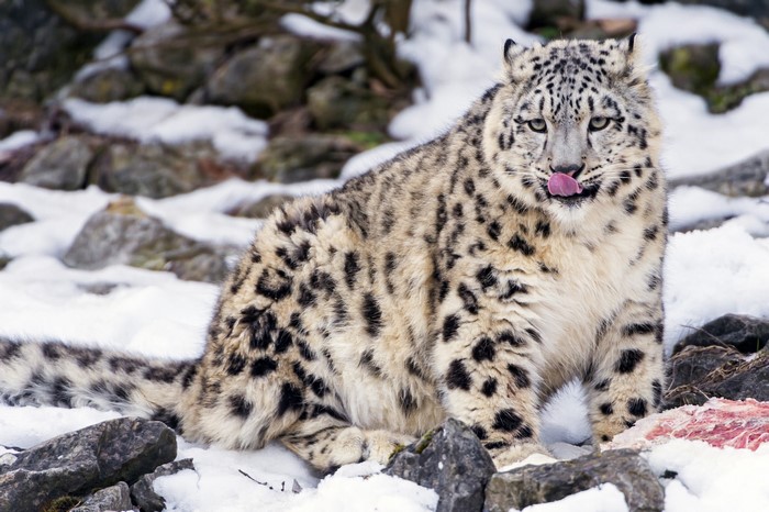 Snow leopard licking its lips in the snow