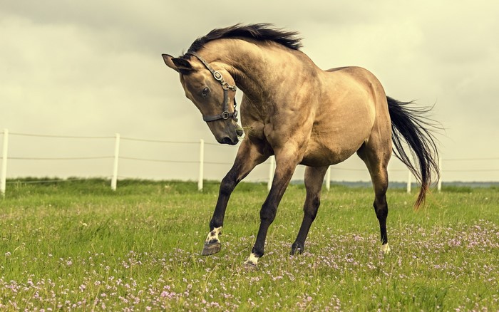 Buckskin horse prancing in a field of flowers