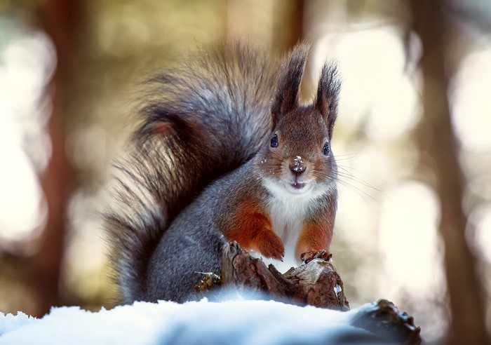 Red squirrel sitting in the snow