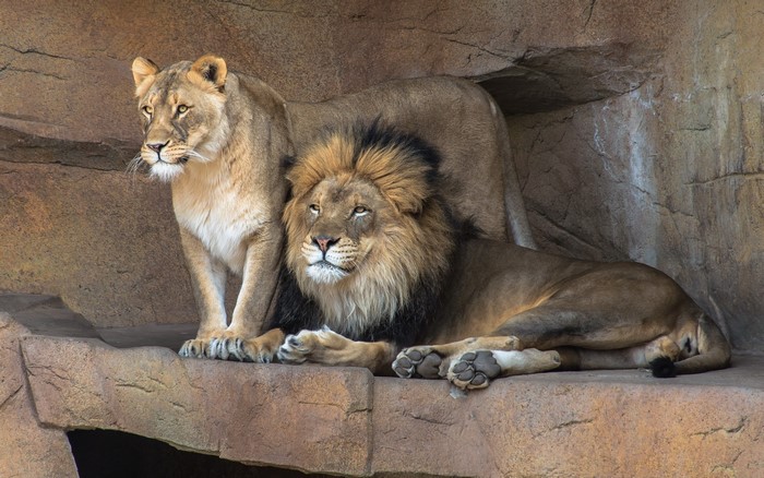 Male and female lions resting on rocks