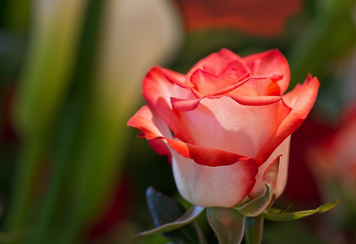 Close-up of a bi-colored rose with red edges