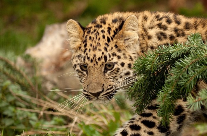 Leopard cub peeking through pine branches
