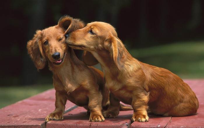Two Dachshund puppies on a red surface
