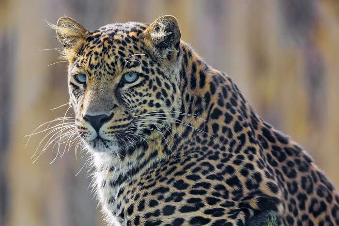 Leopard with striking blue eyes looking to the side