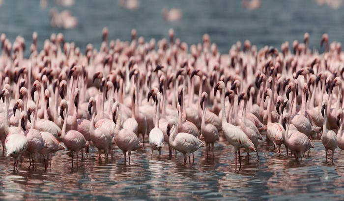 Flock of Flamingos in Water