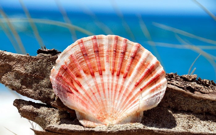 Scallop shell on driftwood with ocean background