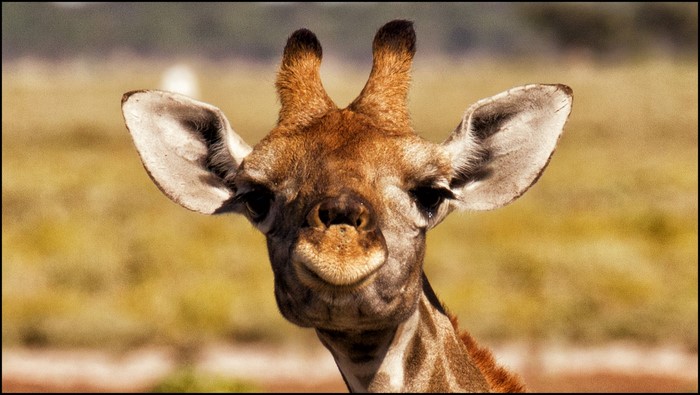 Close-up of a Giraffe's Head