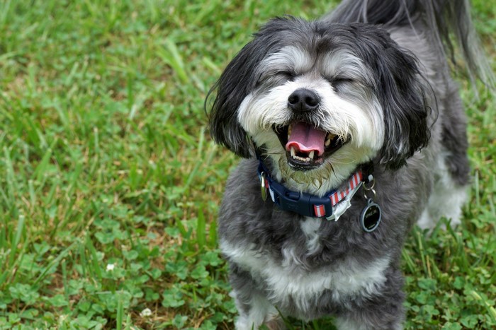 Happy Shih Tzu dog with eyes closed