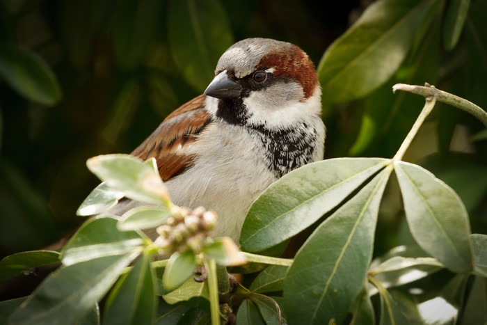 Sparrow in foliage