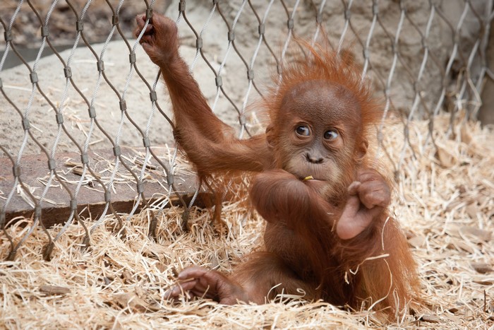 Baby orangutan sitting by a fence