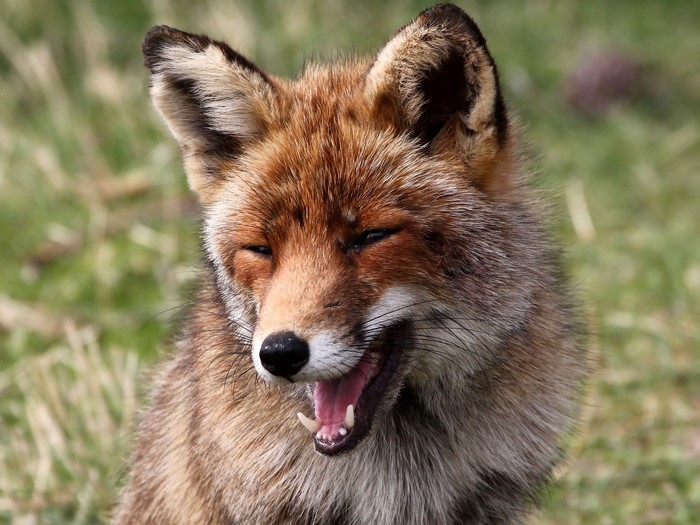 Close-up of a fox with mouth open