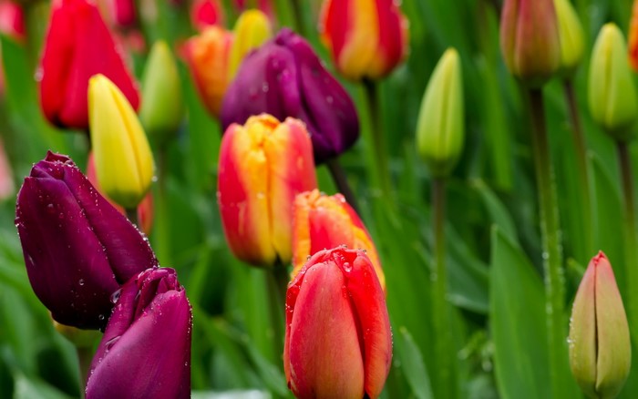 Close-up of wet tulips in various colors