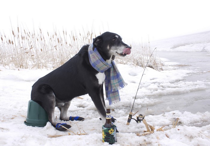 Dog wearing scarf and boots fishing in winter