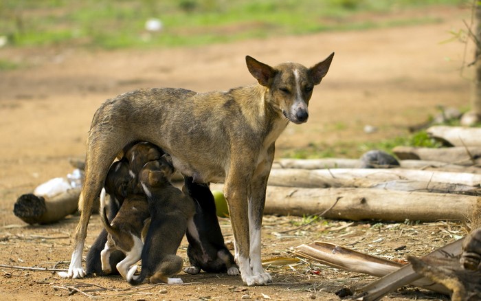 Mother dog nursing puppies outdoors