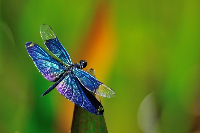 Close-up of a blue dragonfly with iridescent wings