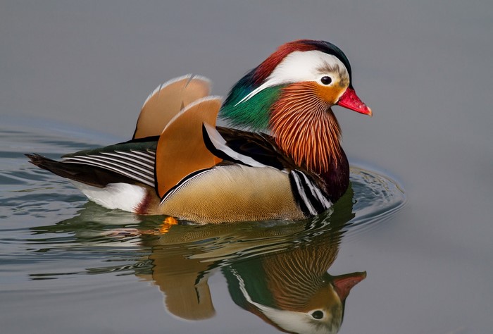Mandarin duck swimming on water